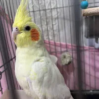 عروس هلندی و معاوضه|پرنده|قرچک, زیبا شهر|دیوار