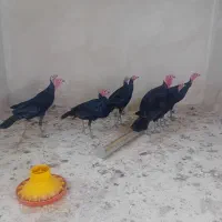 بوقلمون های سیاه اصیل نژاددار|حیوانات مزرعه|مرند, |دیوار