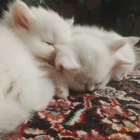 توله گربه سفید چشم ابی