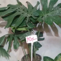 کاج مطبق بزرگ