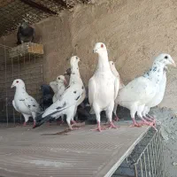 کبوتر پلاکی|پرنده|یزد, |دیوار