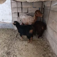 میش وبره و یک بزغاله