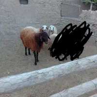 بره هترو