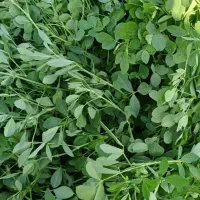 فروش چین اخر یونجه