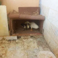 دوعدد اوردک