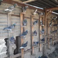 کبوتر مسافتی|پرنده|شیراز, شاهچراغ|دیوار