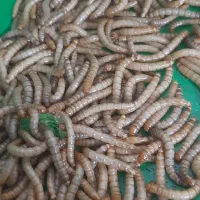 میلورم زنده|خزنده|قم, سید معصوم|دیوار