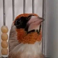 سهره سرسیاه گوش دودی. تازه مست.جهرمی