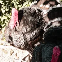 بوقلمون نر بزرگ چاق و ماده بزرگ تخم گذار