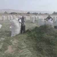 یونجه خرمنکوب شده|لوازم جانبی حیوانات|بهبهان, |دیوار