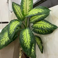 گل دیفن باخیا