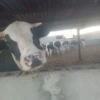 کارگر گاوداری
