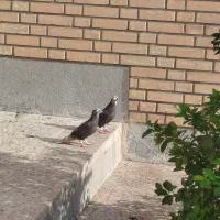 یک جفت سرور دم سفید