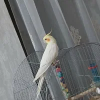 عروس هلندی نر سخن گوعتیقه