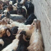 تعداد 100راس بزغاله درجه یک جفتی 17000000