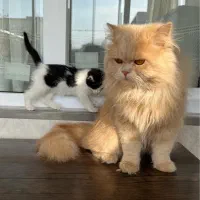 پرشین دال فیس|گربه|ابهر, |دیوار