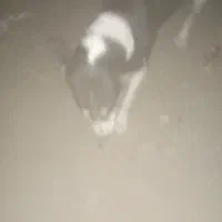 سگ ....|سگ|ایرانشهر, |دیوار