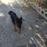 توله|سگ|ورامین, ورامین|دیوار