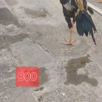 خروس سالم|حیوانات مزرعه|ایرانشهر, |دیوار