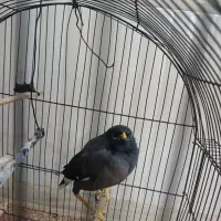 مرغ مینا|پرنده|سوسنگرد, |دیوار