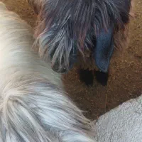 میش بختیاری|حیوانات مزرعه|ایذه, |دیوار