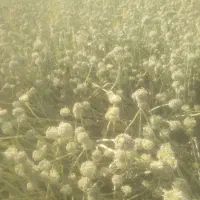 بذر پیاز|خدمات باغبانی و درختکاری|فلاورجان, |دیوار