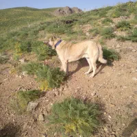 سگ سراب دزدیده شده|سگ|سنندج, |دیوار