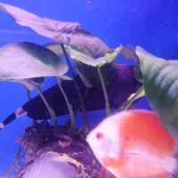 ماهی بلک گوست