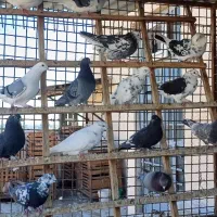 ۲۵ تا کبوتر تهرانی