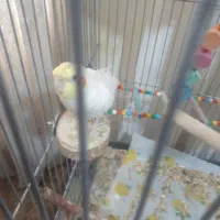 تعدادی عروس هلندی سخنگو مرغ عشق سخنگو.خطوطی خورشید|پرنده|تاکستان, |دیوار