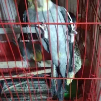 عروس هلندی مولد