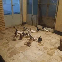 کفتر|پرنده|آباده, |دیوار