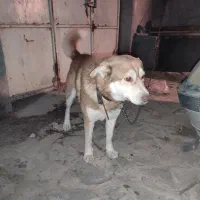 هاسکی قهوه ایی