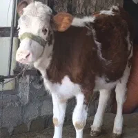 گوساله سیمینتال|حیوانات مزرعه|زرنه, |دیوار