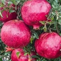 انار دونه سیاه|حراج|بردسیر, |دیوار