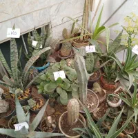 گل وگیاه نصف قیمت بازار|گل و گیاه طبیعی|یزد, |دیوار