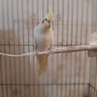 عروس هلندی