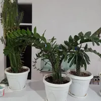 گل اپارتمانی
