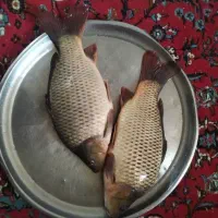 کپور .هم مولد هم خوراکی