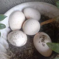 تخم بقلمون5دونه