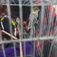 عروس هلندی|پرنده|اسلامشهر, مطهری|دیوار