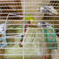 مرغ عشق|پرنده|شیراز, کلاهدوز|دیوار