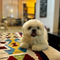 فروش پت خانگی