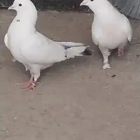 ۴تا کفتر تهرانی فقلاده|پرنده|نمین, |دیوار