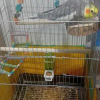 عروس هلندی نر|پرنده|اسلامآباد غرب, |دیوار