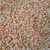 برنج لپه نخود عدس|خوردنی و آشامیدنی|عجب شیر, |دیوار