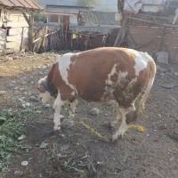 گاو(گوساله) نر سیمینتال اصل جنس|حیوانات مزرعه|پایین هولار, |دیوار