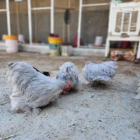 ست کوشین بلو و بلک|حیوانات مزرعه|اردکان, |دیوار