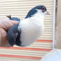 کبوتر