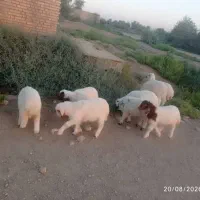 بره